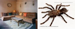 Living room, Paris